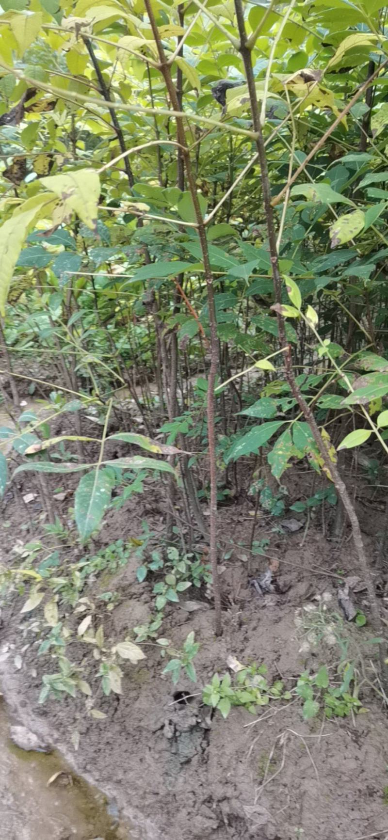 黄柏苗，1-2年生，涨势好，根系发达，保证正品，量大价优