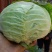 湖北奥奇娜甘蓝包菜大量新鲜供应，产区直发量大从优