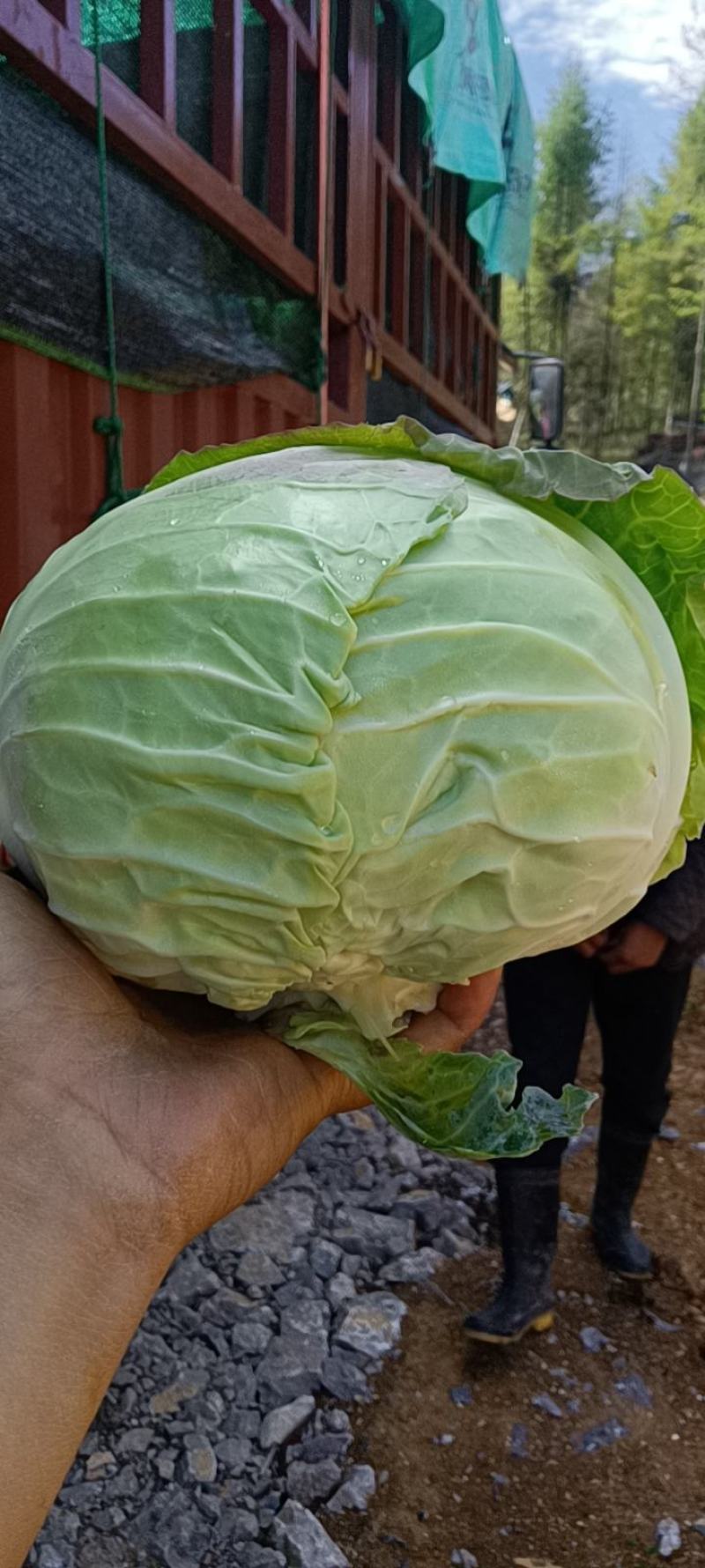湖北奥奇娜甘蓝包菜大量新鲜供应，产区直发量大从优