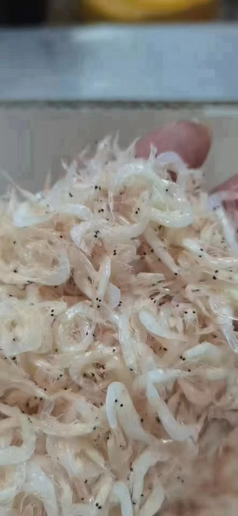 淡干大号虾皮各种规格煲汤美味