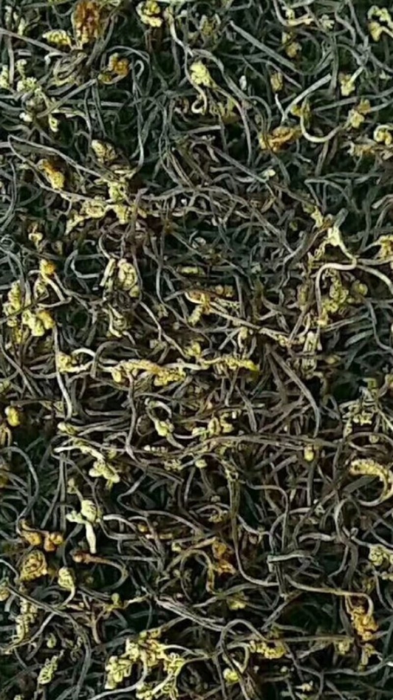 蕨菜干，长期大量批发