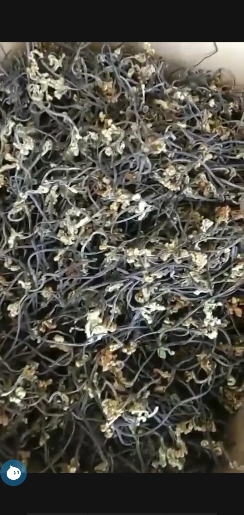 蕨菜干，长期大量批发