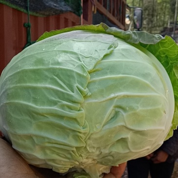 湖北奥奇娜甘蓝包菜大量新鲜供应，产区直发量大从优