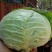 湖北奥奇娜甘蓝包菜大量新鲜供应，产区直发量大从优