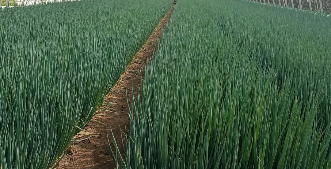 小葱幼苗生长初期形态