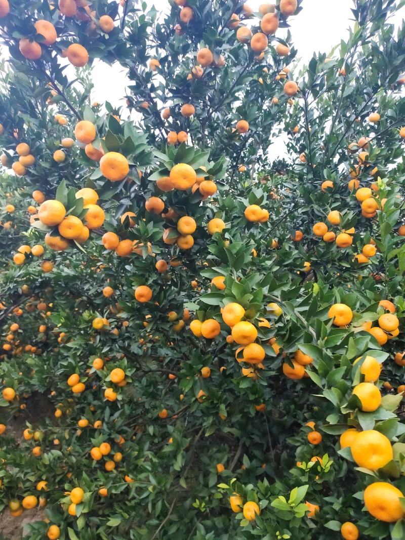 广西桂林兴安（棉桔），蜜广，臭皮柑（产地直发）