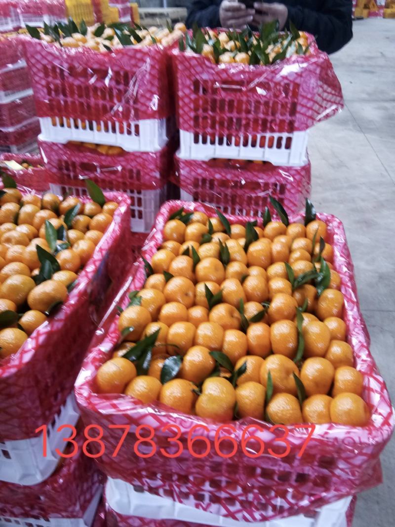 广西桂林兴安（棉桔），蜜广，臭皮柑（产地直发）