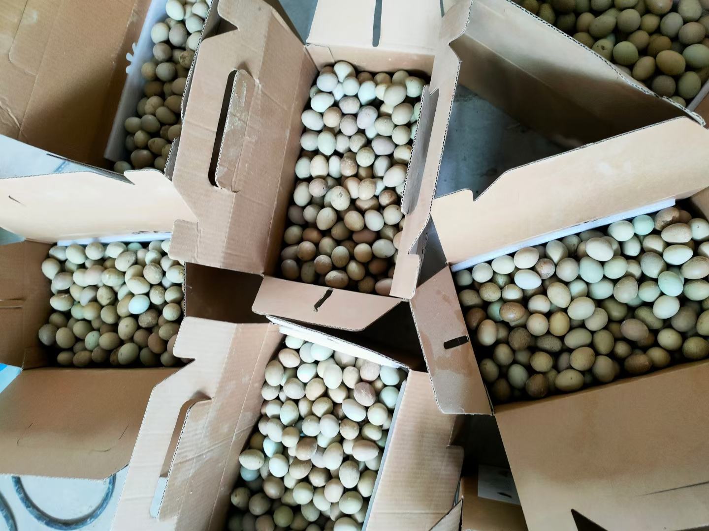 展示不同品牌鸡蛋的包装对比,突出朝一鸡蛋的认证标志与安全标识 鸡蛋选购对比图