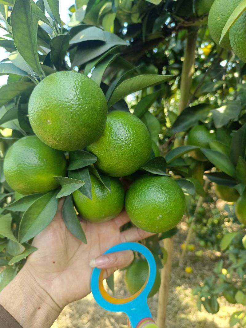 红江橙电商看过来了