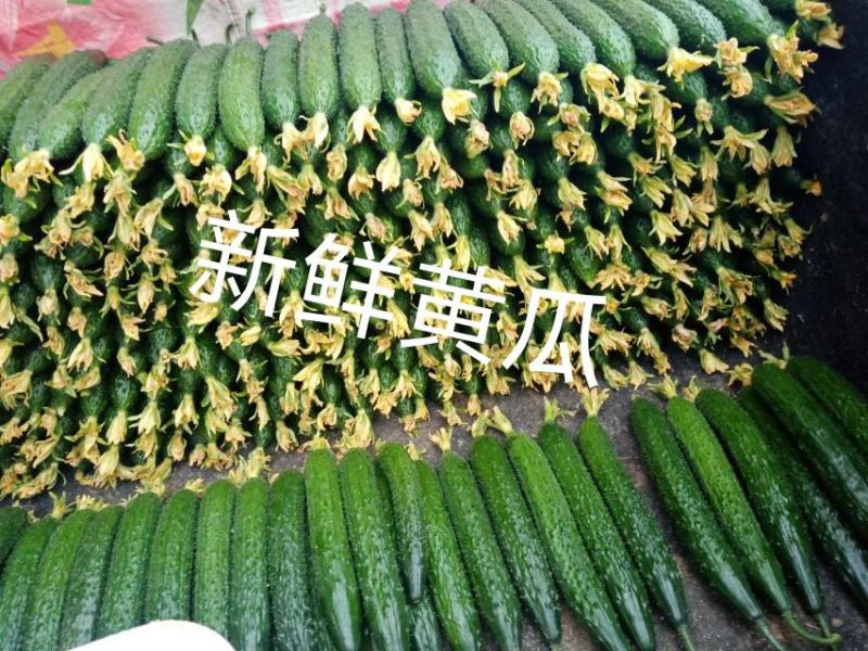 莘县密刺黄瓜产地直发瓜扭子，大量有货，暂时没货