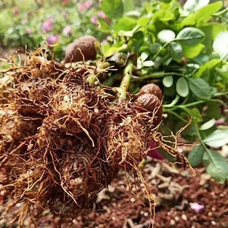 云南食用玫瑰花苗大马士革小苗滇红玫瑰苗墨红玫瑰苗