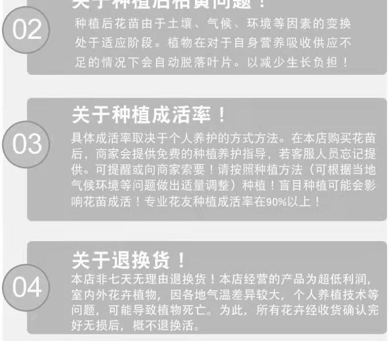 云南食用玫瑰花苗大马士革小苗滇红玫瑰苗墨红玫瑰苗