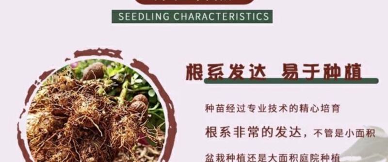 云南食用玫瑰花苗大马士革小苗滇红玫瑰苗墨红玫瑰苗