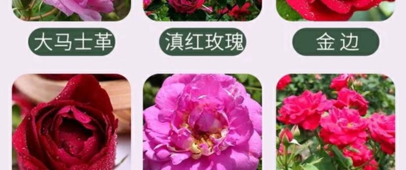云南食用玫瑰花苗大马士革小苗滇红玫瑰苗墨红玫瑰苗