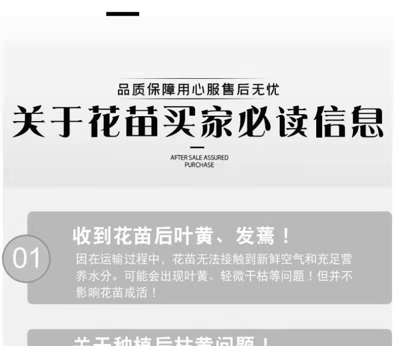 云南食用玫瑰花苗大马士革小苗滇红玫瑰苗墨红玫瑰苗