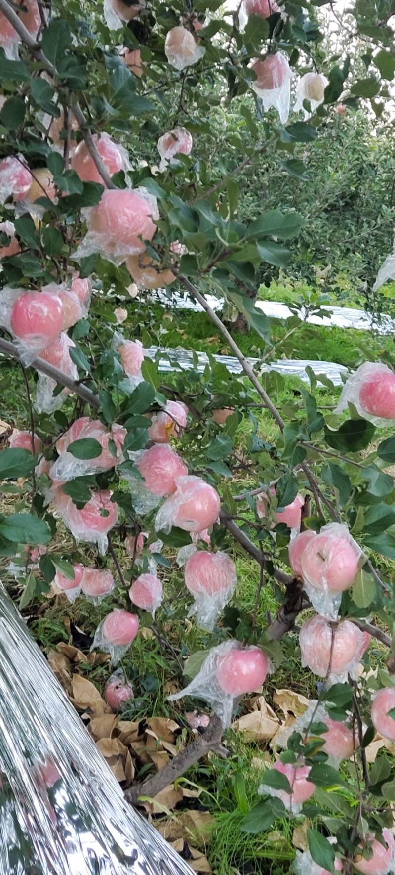 山西红富士苹果纸+膜袋苹果冰糖心高坡苹果片红条红