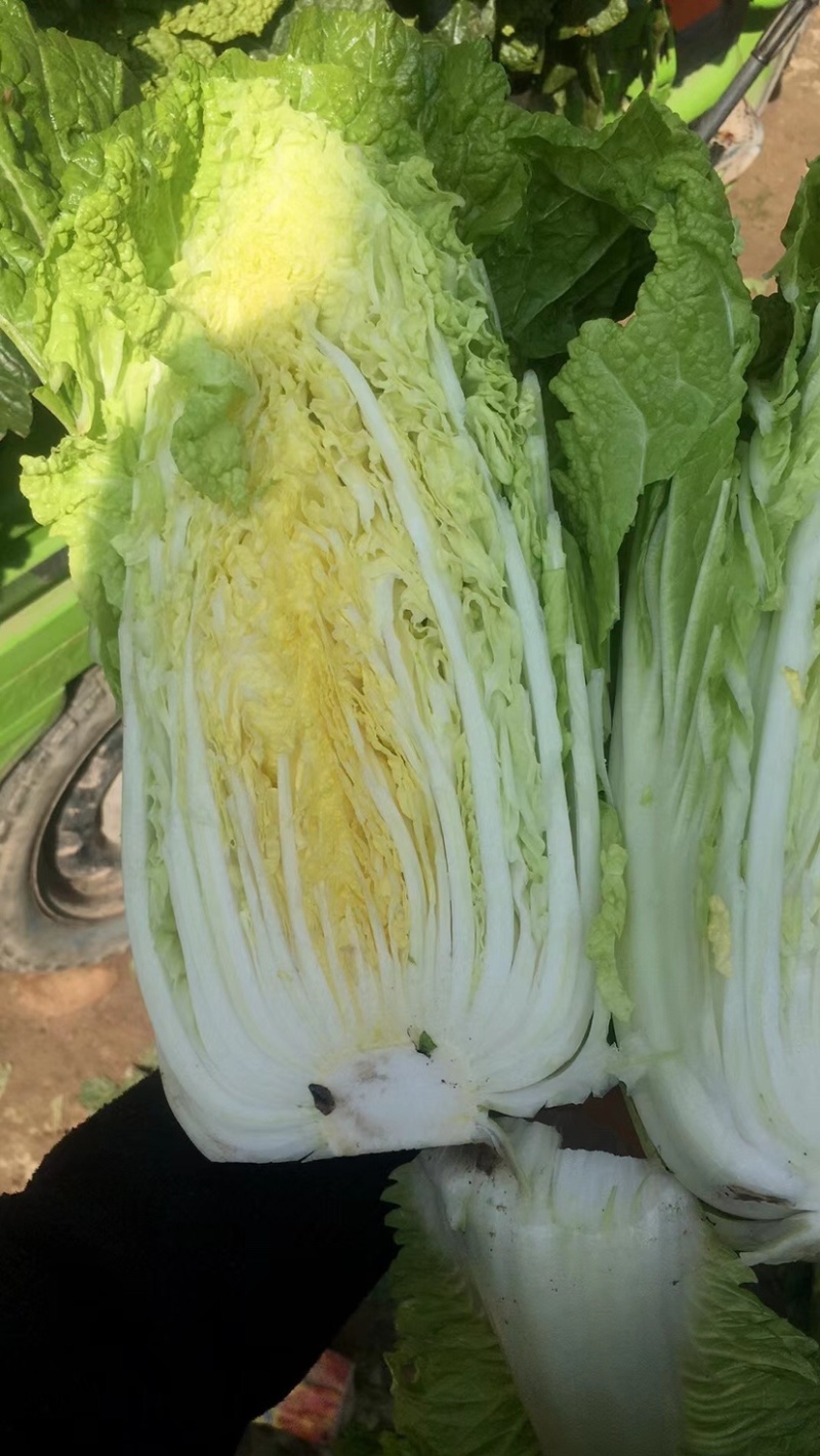 黄心娃娃菜