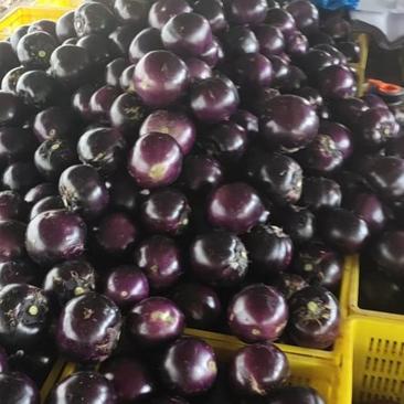紫光圆茄大量供应各大市场商超电商平台