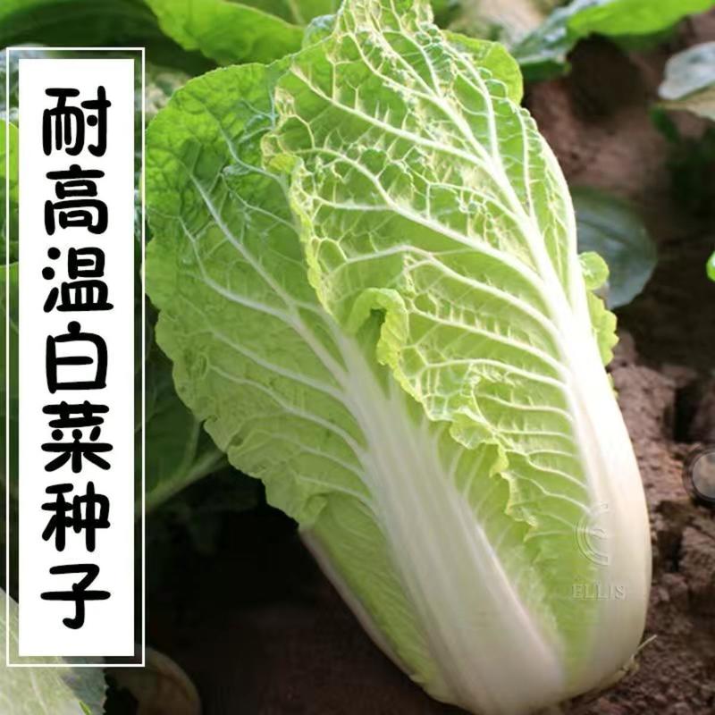 夏阳50耐热早熟白菜种子甜菜种子夏秋两季阳台庭院农户蔬菜