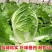夏阳50耐热早熟白菜种子甜菜种子夏秋两季阳台庭院农户蔬菜