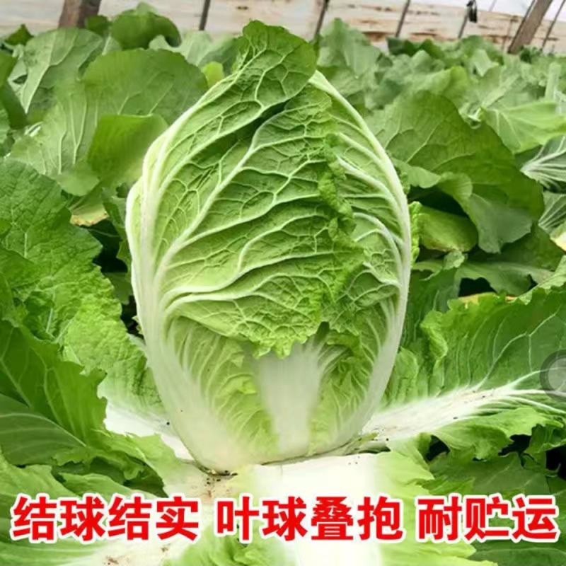 夏阳50耐热早熟白菜种子甜菜种子夏秋两季阳台庭院农户蔬菜