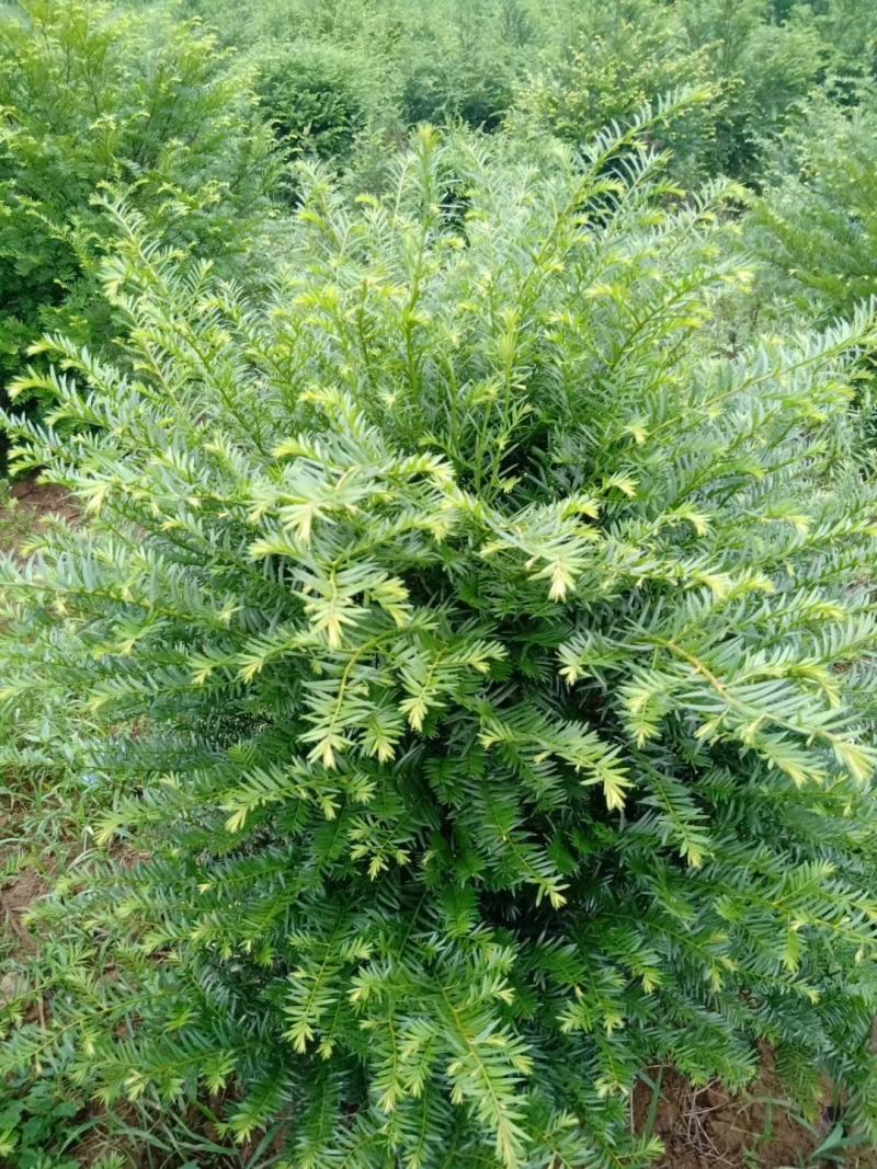红豆杉树苗，河南红豆杉树苗，河南红豆杉繁育示范基地