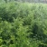 红豆杉树苗，河南红豆杉树苗，河南红豆杉繁育示范基地