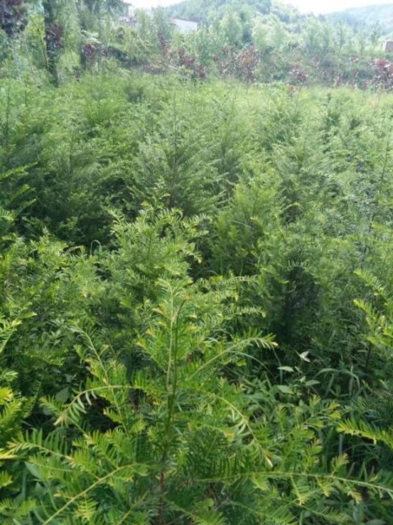 红豆杉树苗，河南红豆杉树苗，河南红豆杉繁育示范基地