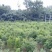 红豆杉树苗，河南红豆杉树苗，河南红豆杉繁育示范基地
