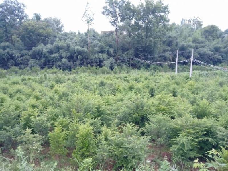 红豆杉树苗，河南红豆杉树苗，河南红豆杉繁育示范基地