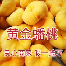 【新品种】桃树苗离核特大果黄金蟠桃红蟠桃包成活包品种