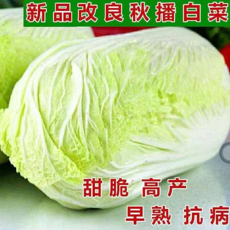 改良青杂3号大白菜种子85天晚熟单球重4~5公斤种植户用