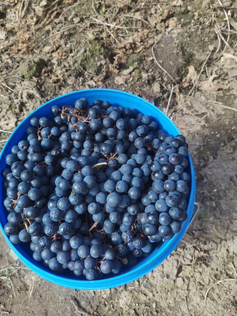 酿酒葡萄大量供应，欢迎酒厂及个人前来洽谈