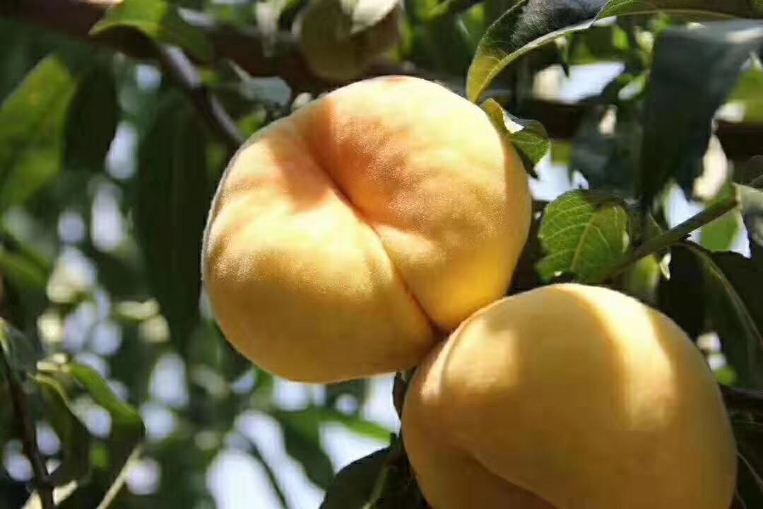 蒙阴彩虹蟠桃果园实景