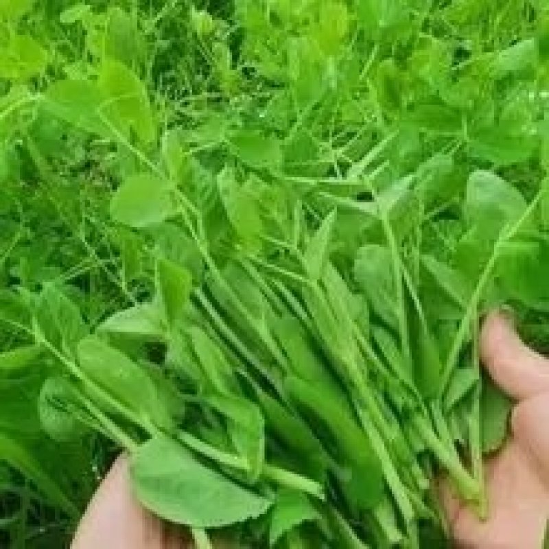 百亩深山无公害绿色碗豆尖————鲜，香，嫩。天天持续供应