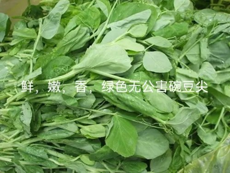 百亩深山无公害绿色碗豆尖————鲜，香，嫩。天天持续供应