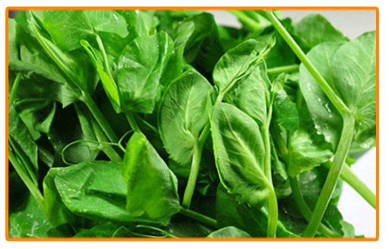 百亩深山无公害绿色碗豆尖————鲜，香，嫩。天天持续供应