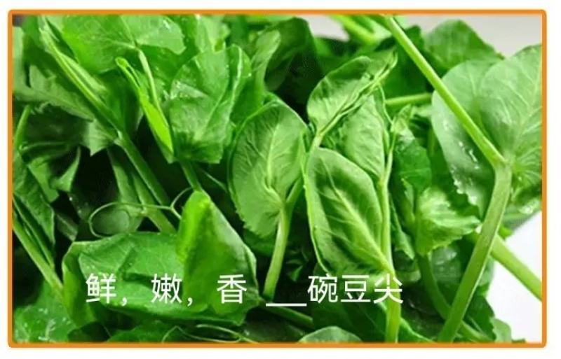 百亩深山无公害绿色碗豆尖————鲜，香，嫩。天天持续供应