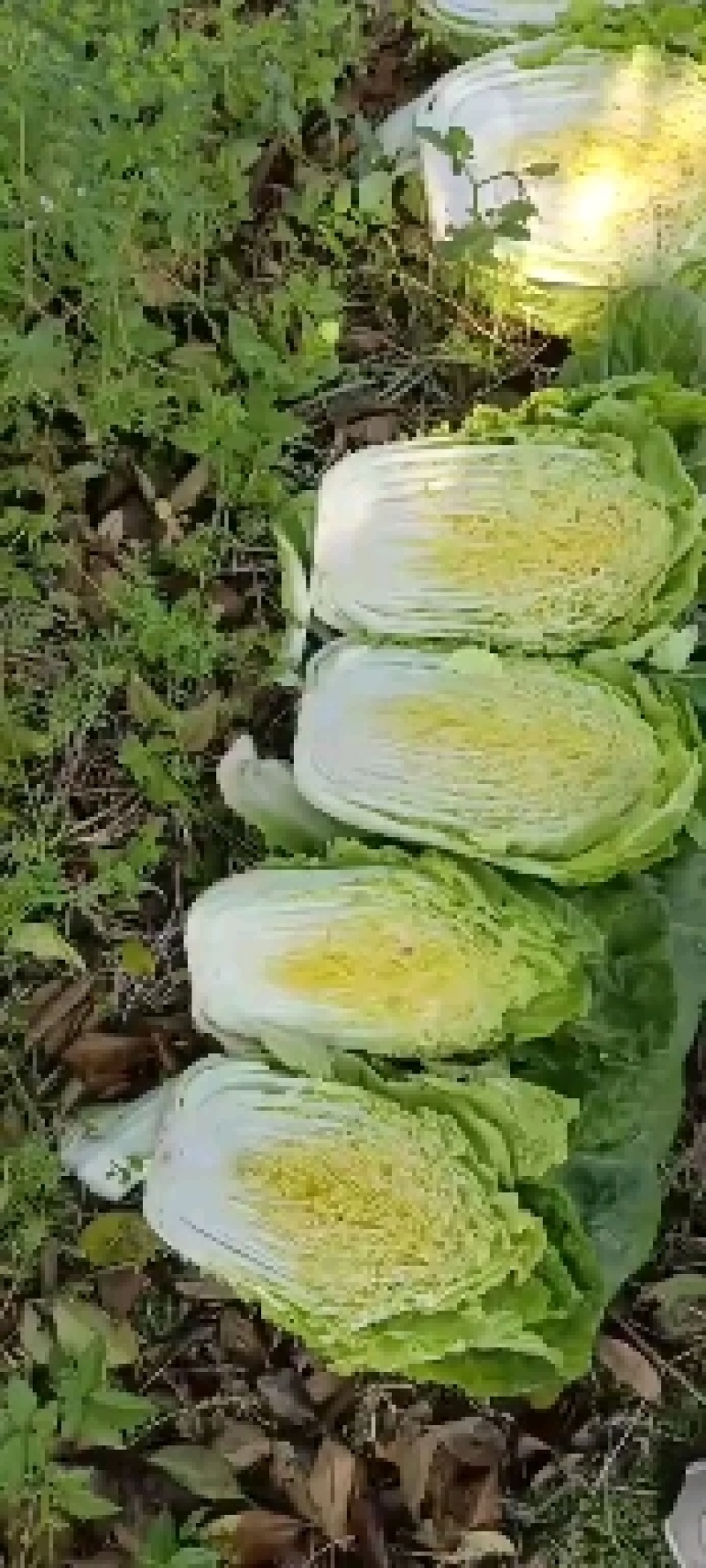 河南商丘黄心白菜新翠绿秋晓开始大量上市。