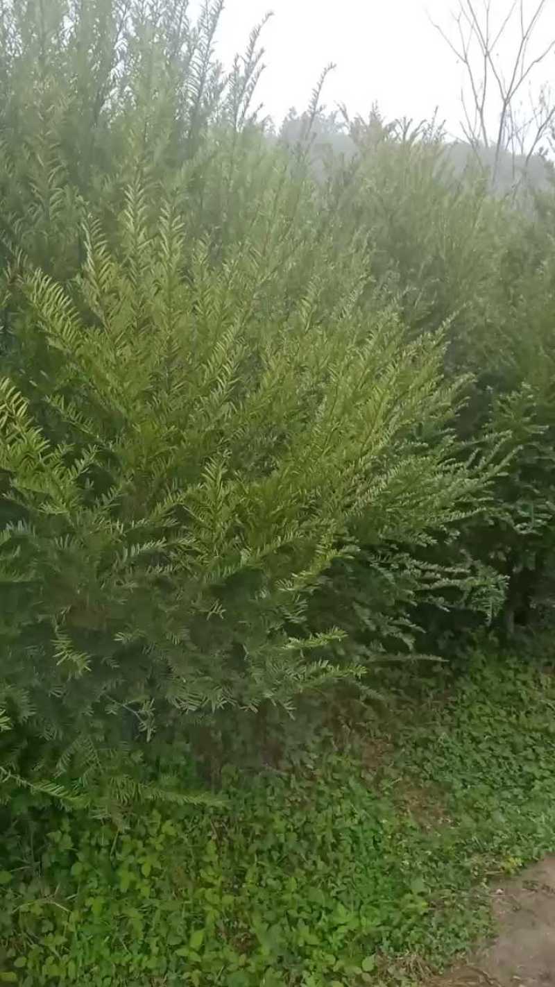 红豆杉树苗，河南红豆杉树苗，河南红豆杉繁育示范基地