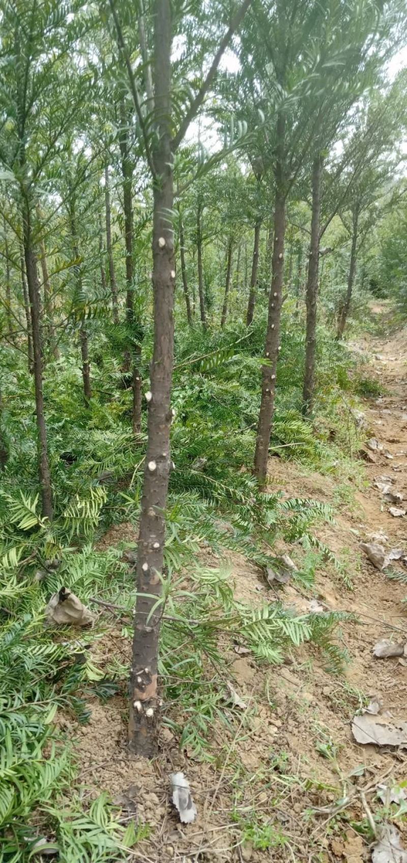 红豆杉树苗，河南红豆杉树苗，河南红豆杉繁育示范基地