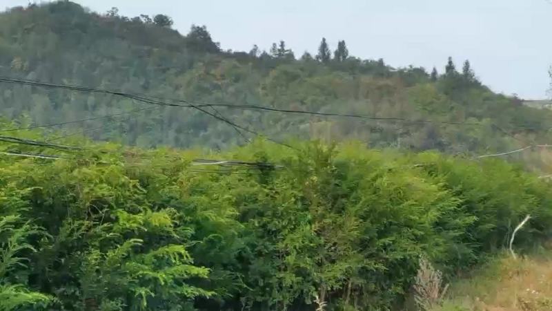 红豆杉树苗，河南红豆杉树苗，河南红豆杉繁育示范基地