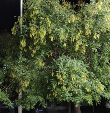 槐连豆