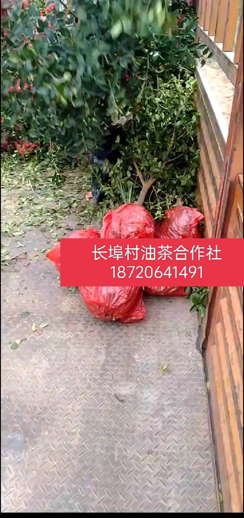 长林系油茶嫁接苗一年生二年生0.55