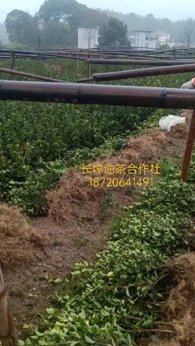 省林业厅定点育苗单位分宜亚林中心长埠林场长林系油茶苗
