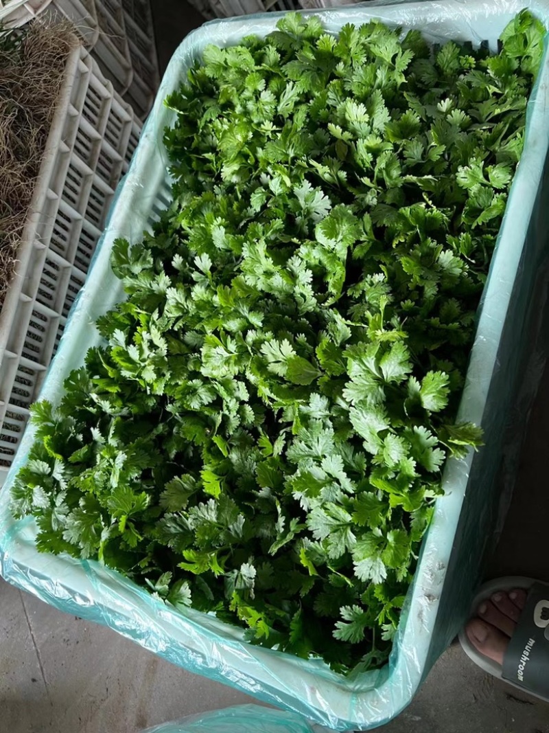 江苏东台优质香菜，产地直发，一手货源，全国发货，欢迎来电