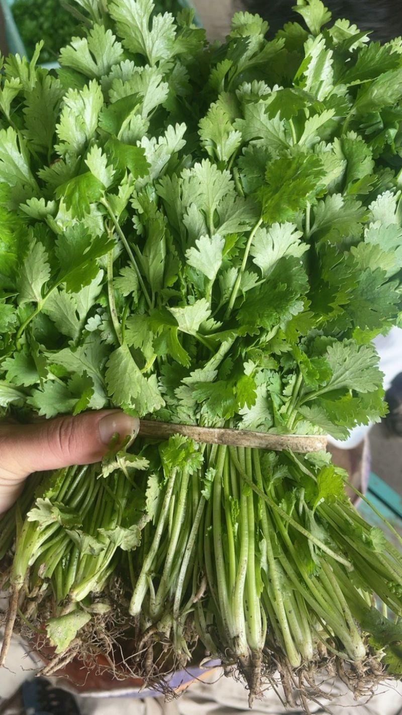 江苏东台优质香菜，产地直发，一手货源，全国发货，欢迎来电
