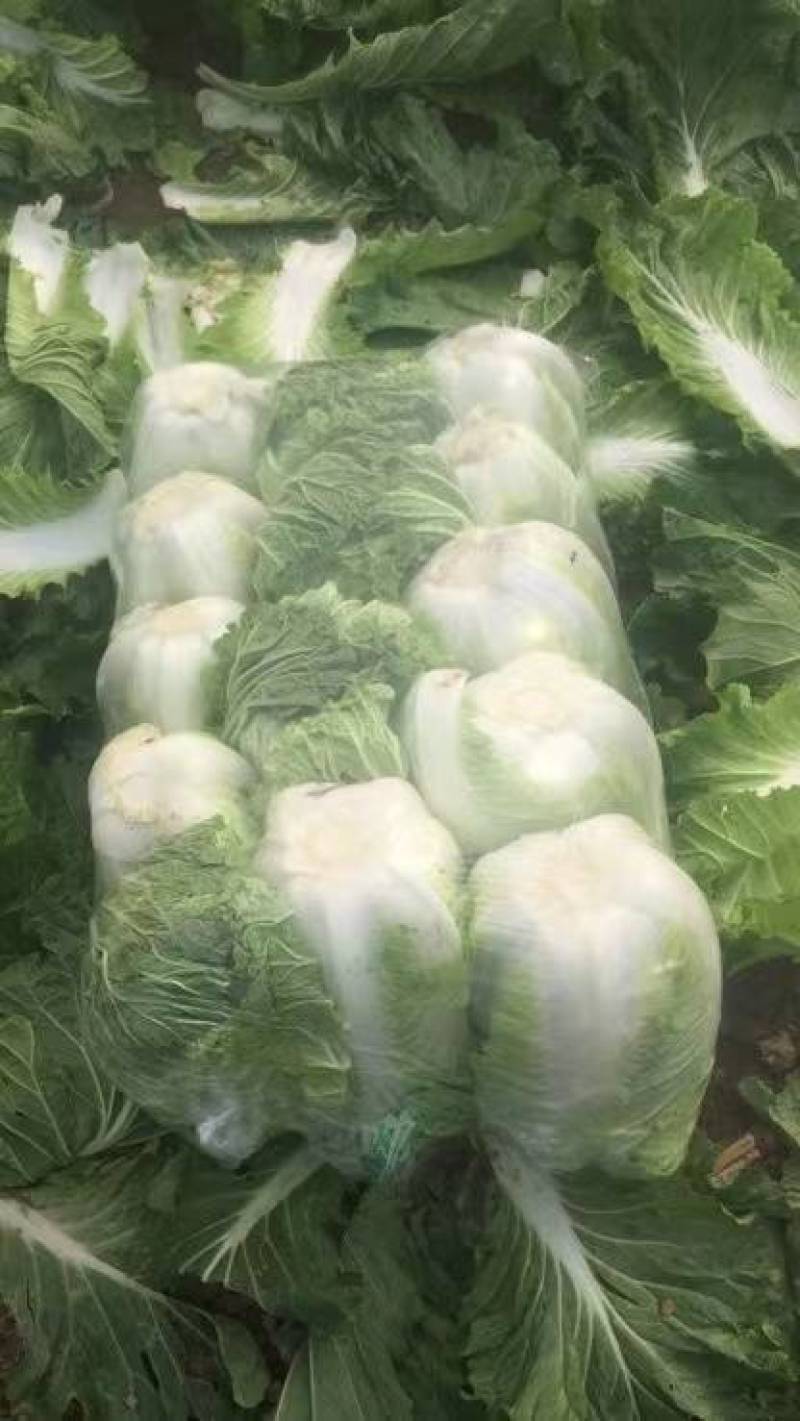 河南商丘黄心白菜新翠绿秋晓开始大量上市。