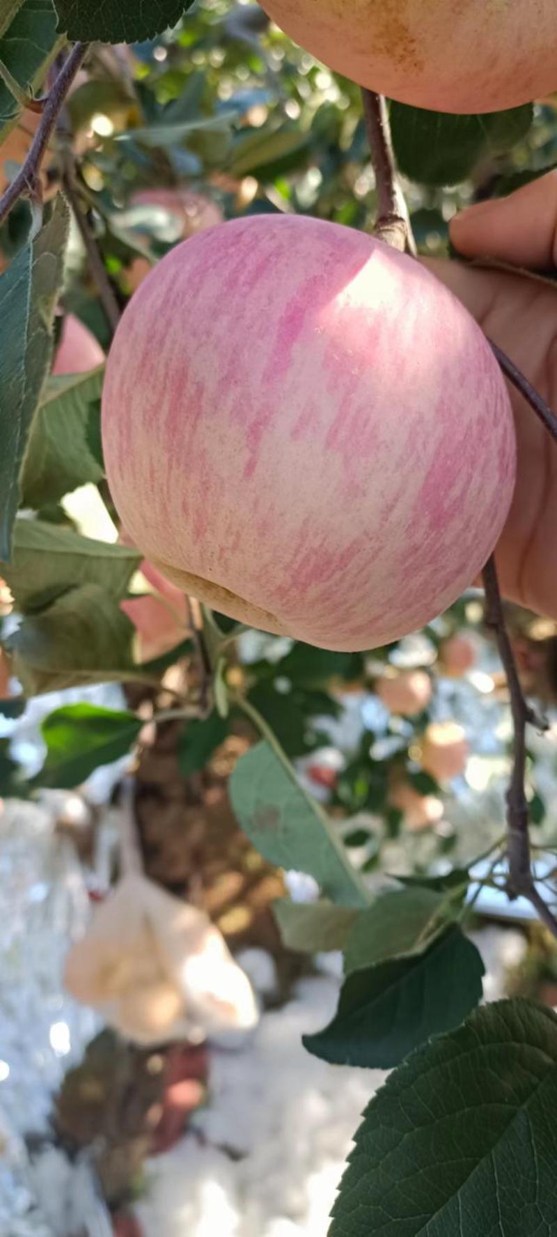 山东苹果当季热销水果红富士苹果产地直发一件代发非丑苹果