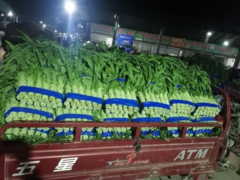 兰陵县精品尖叶莴笋大量上市，无空心，无骨节，质量很好，支
